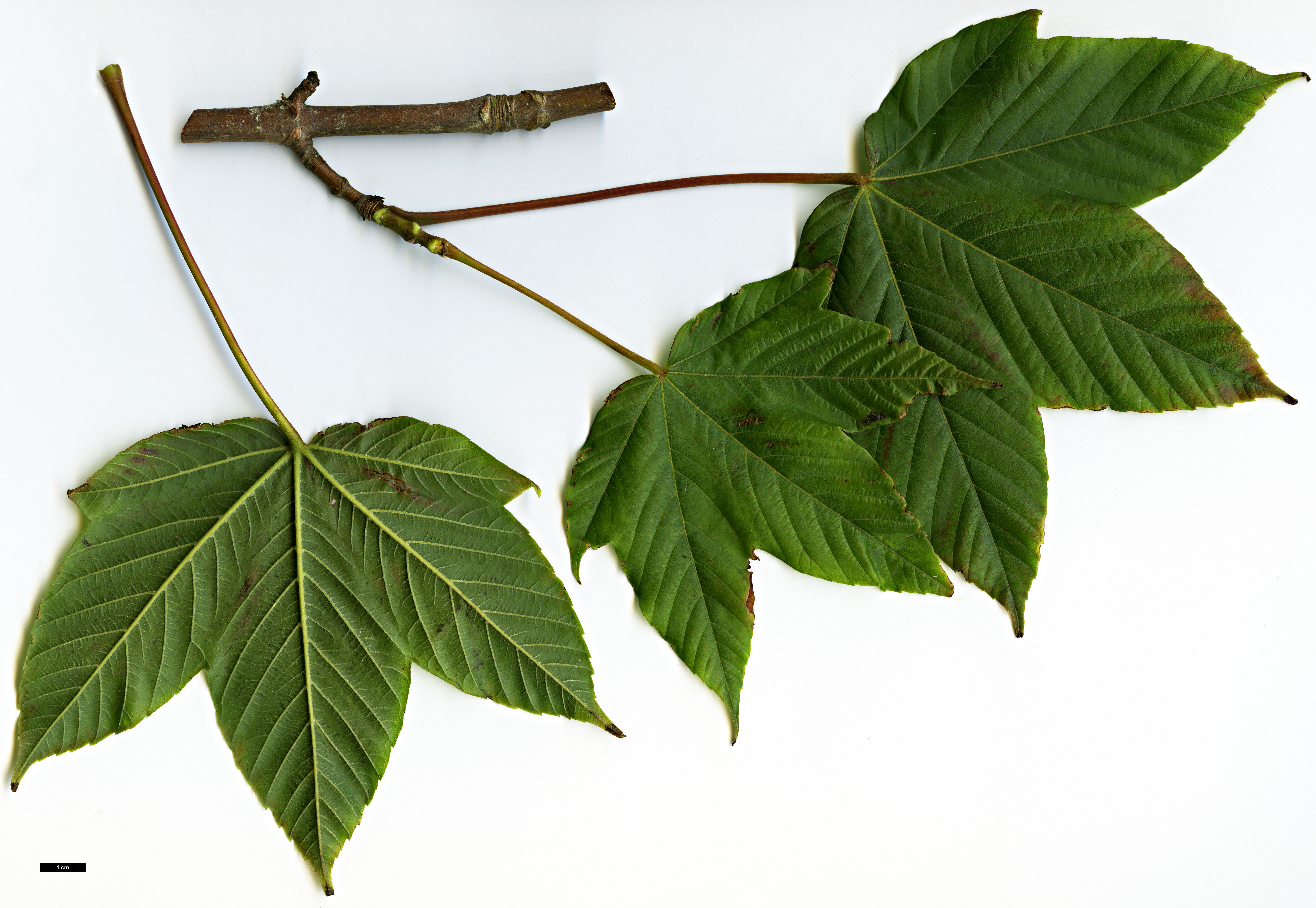 High resolution image: Family: Sapindaceae - Genus: Acer - Taxon: sterculiaceum - SpeciesSub: subsp. sterculiaceum